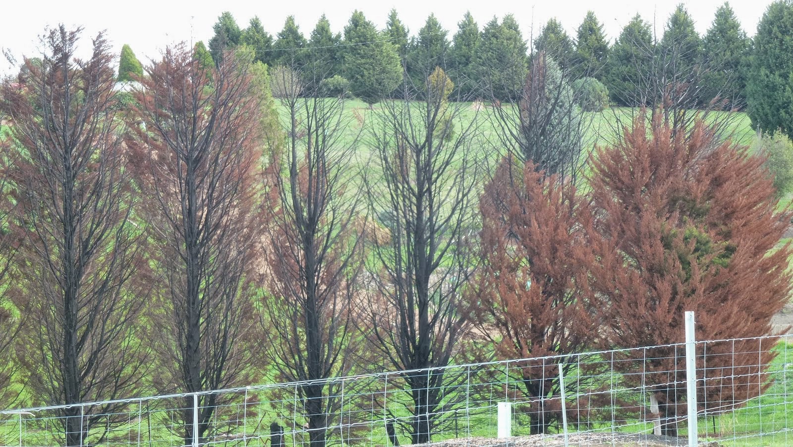 Eucalypts thrive, Pines die