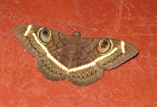 Maasai World Insects Of Kenya