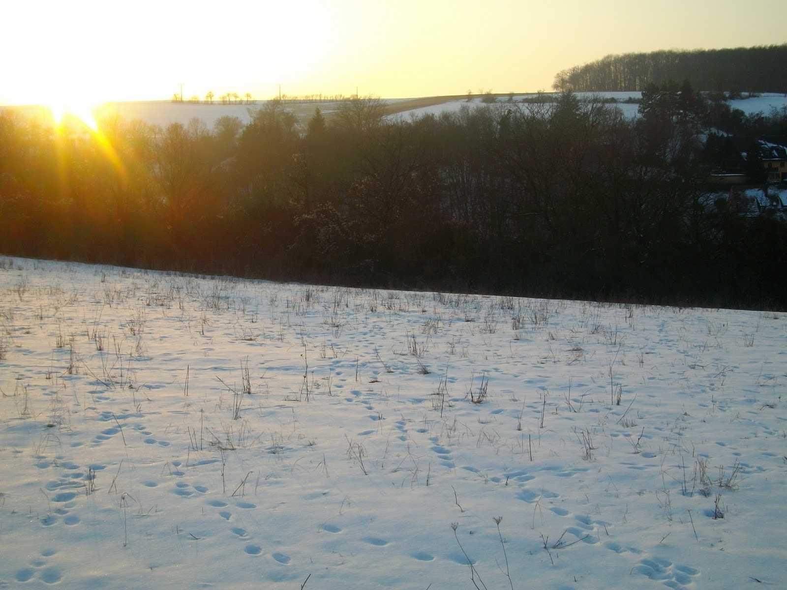 Gedankengut: Walking through Christmas Wonderland