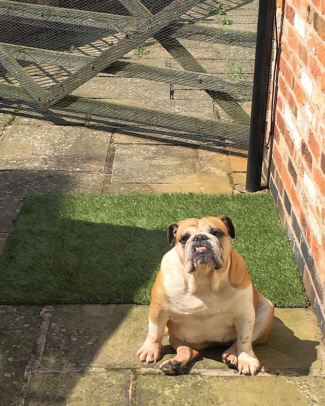 British Bulldog Sitting in Sun