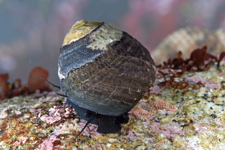 Black Turban Snail - Animals Photos