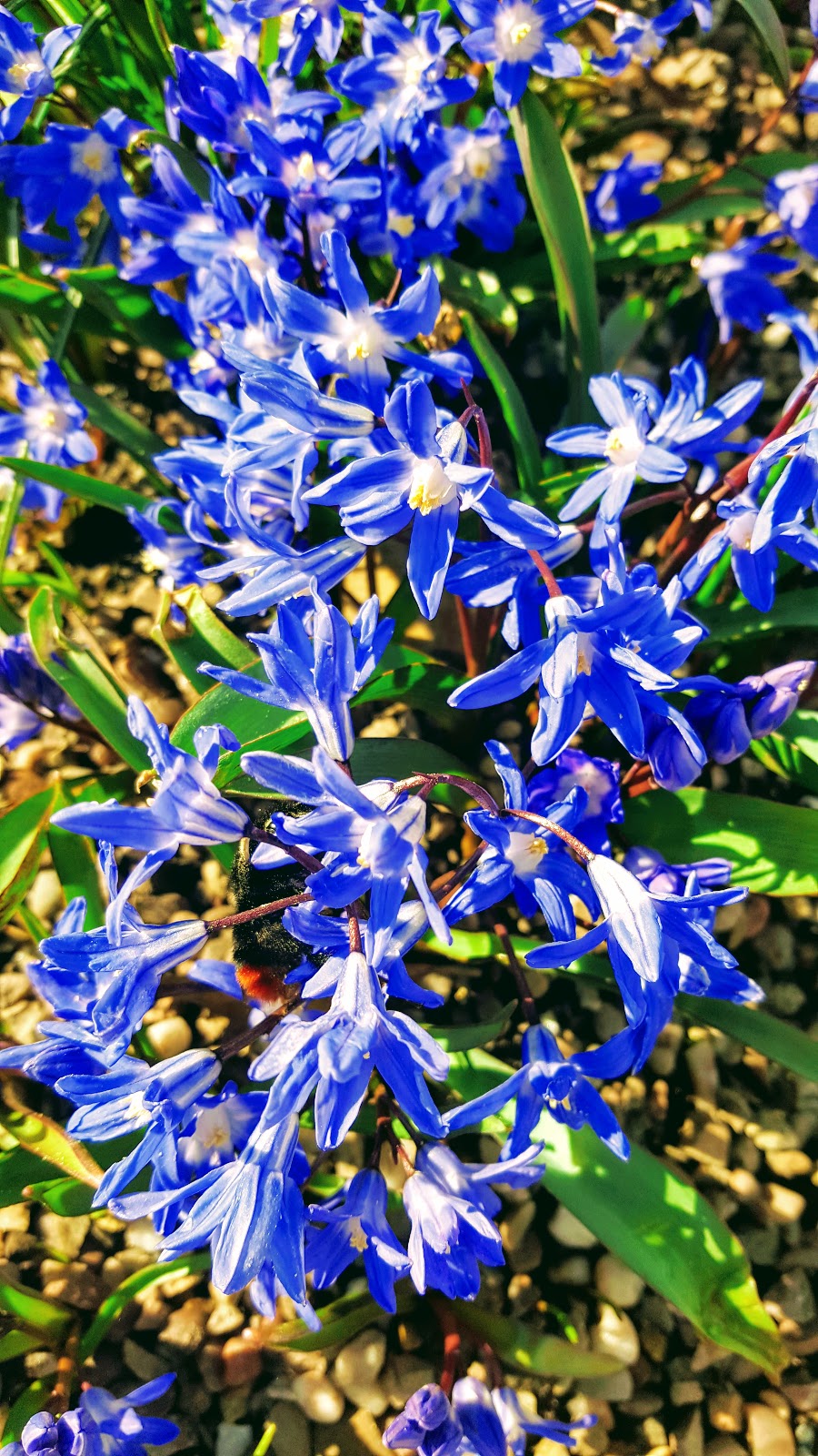 OOTD: Donut Judge Me It's Cheat Day Spring flowers