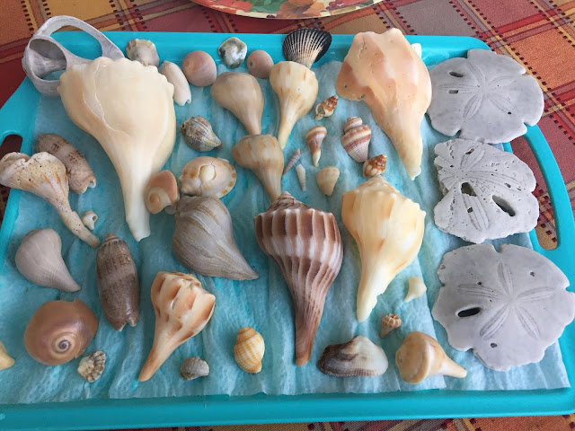  Sea Shells Perfect At The Fall Beach