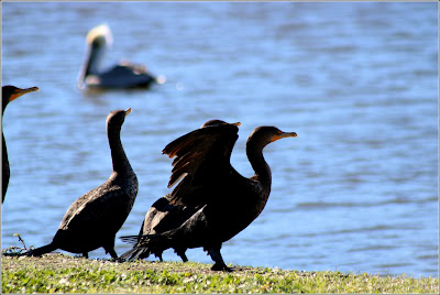 Cormorants 