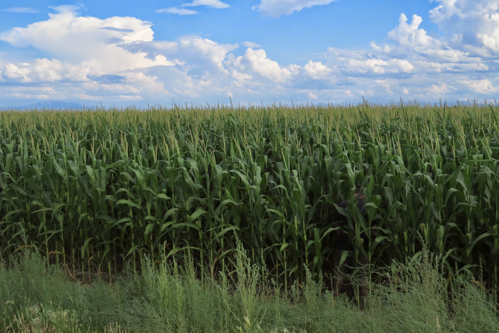 Durango Daily Photo Olathe Sweet Corn