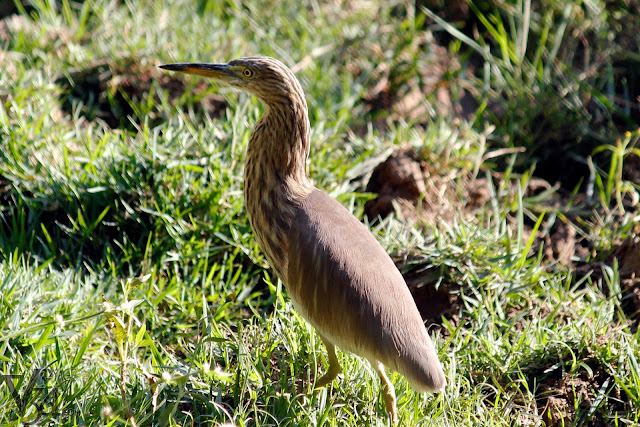 Pond Heron Pond Heron