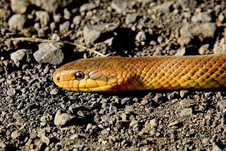 Serpientes (imagenes) - Snakes (Images)