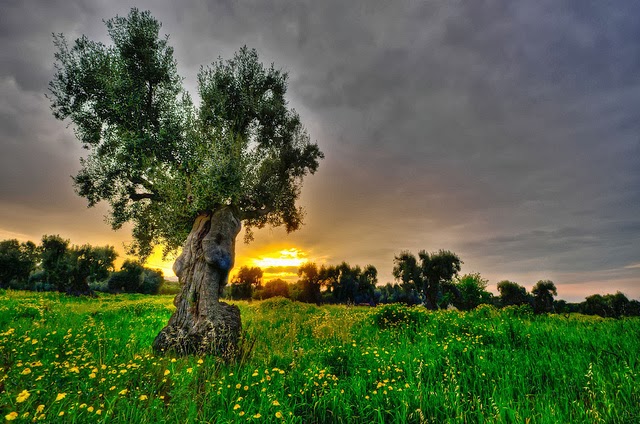 le tabernacle des lumières