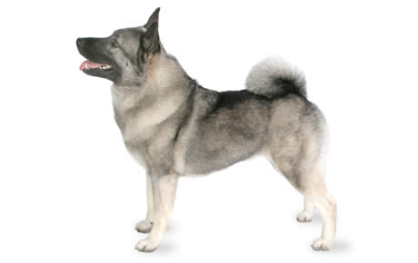 What Age Do Cattle Dog Puppies Ears Stand What Age Do Cattle Dog Puppies Ears Stand