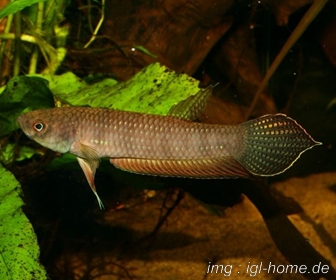 Jenis Ikan Cupang Spesies Betta Antoni Jenis Ikan Cupang Spesies Betta Antoni