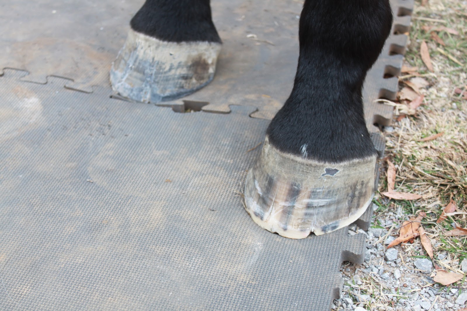 hoof split horses cracks crack ground springstone repairing bearing surface weight