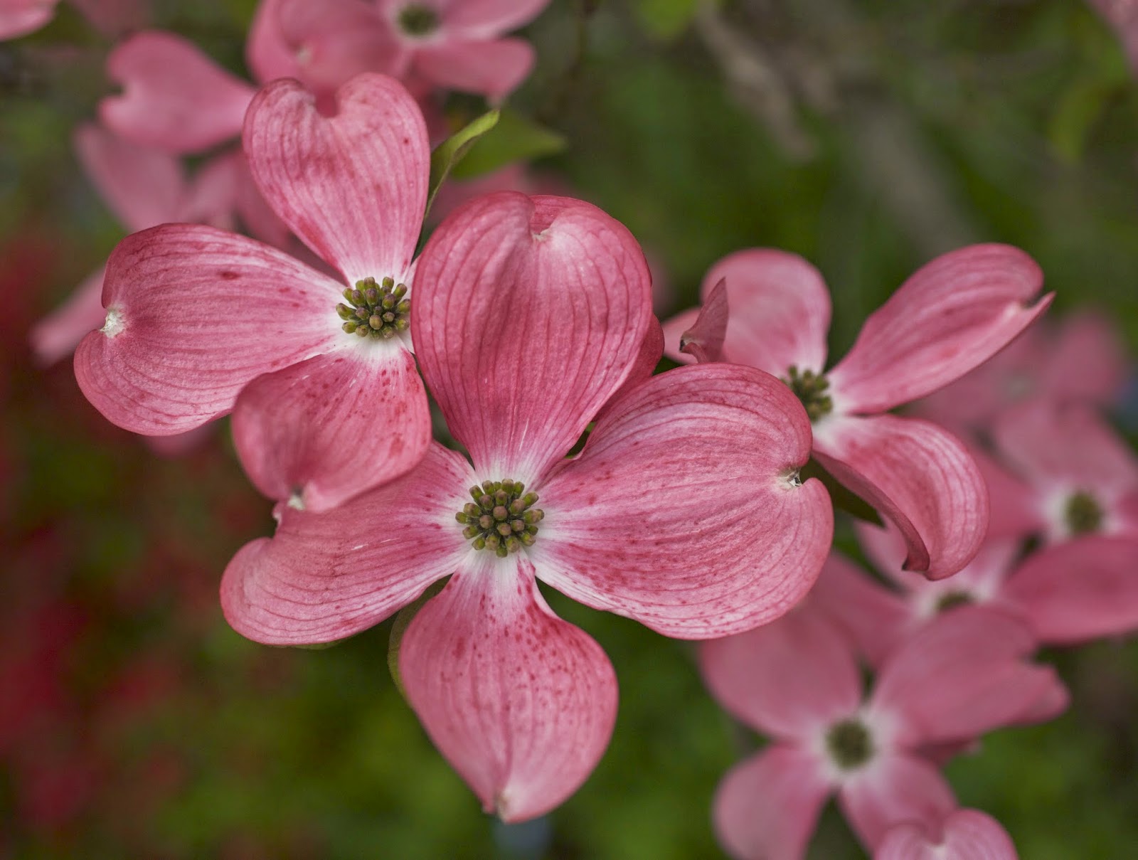 Shoreline Area News Photo Pink Dogwood in bloom