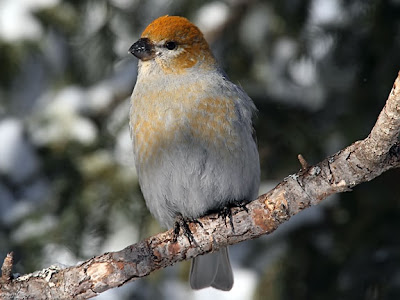 pine grosbeak female