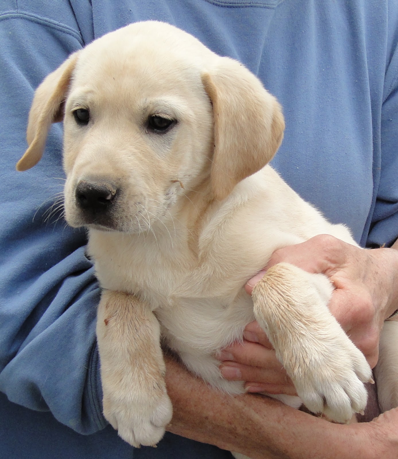 VA Dog Rescue Puppies