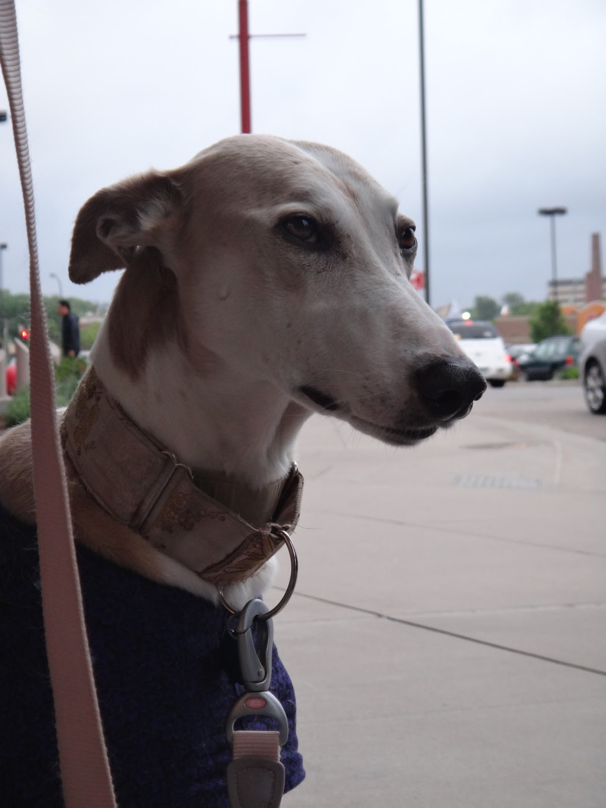Northern Lights Greyhound Adoption Dog Blog NLGA Photo Roundup