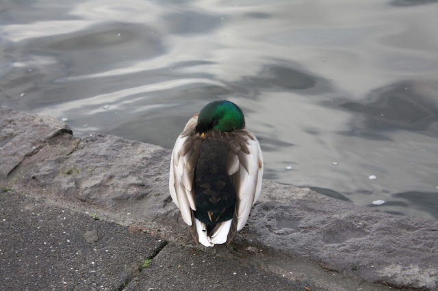 A duck sleeps near Tjornin Pond in Reykjavik, Iceland.