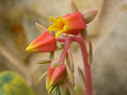 Echeveria glauca