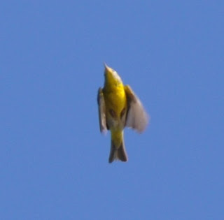 Image of a Nashville Warbler