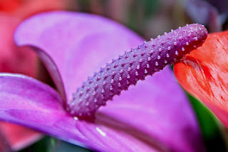 bunga anthurium termahal bunga anthurium termahal