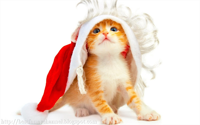 Kitten santa claus