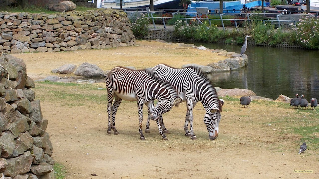 Twee zebra's in dierentuin Artis in Amsterdam.