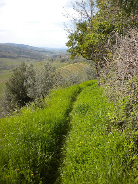 the environs of Villa Vignamaggio