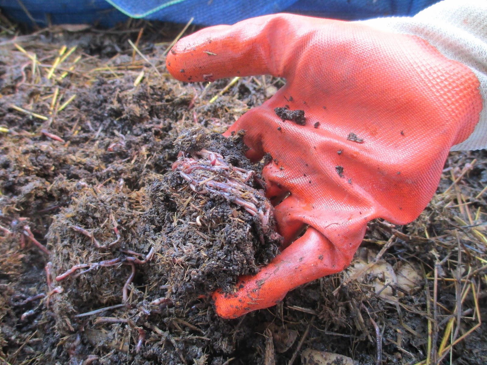 St Laurence's College Urban Farm WORM FARM Woo Hoo!