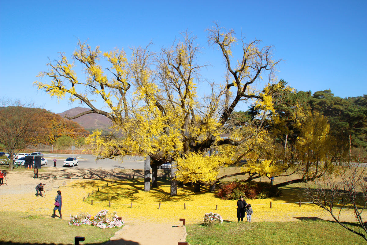 Korea's Most Beautiful Confucian Academy with 410yearold Ginkgo Tree