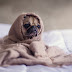 Pet Abuse | What you should know