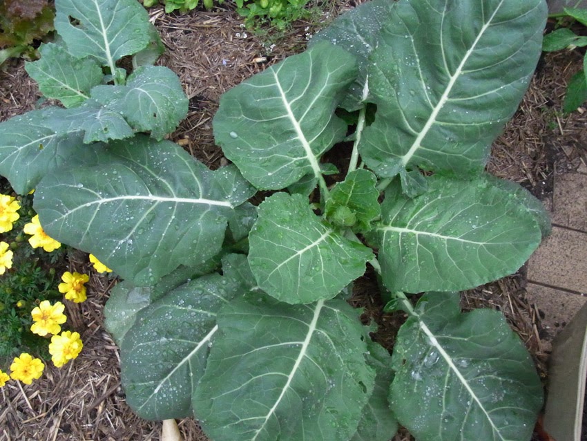 Garden amateur Collard Greens, y'all