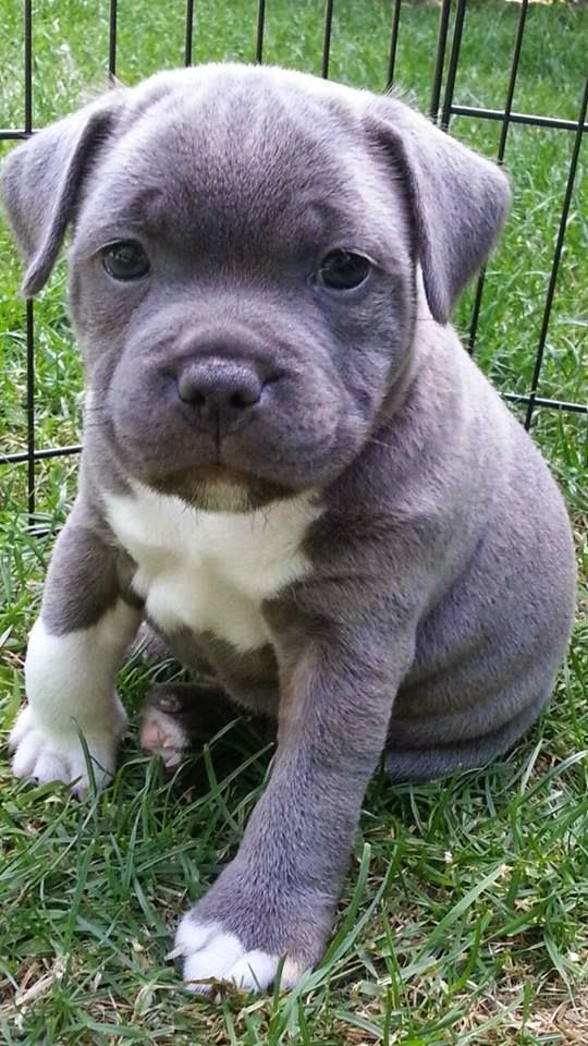 Natural Ways To Help Anxiety In Dogs Natural Ways To Help Anxiety In Dogs