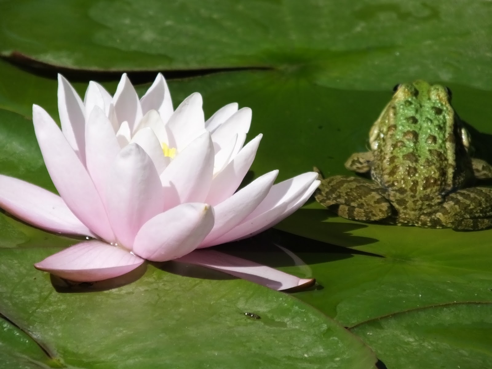 Lilies bloom again at the National Botanic Garden of