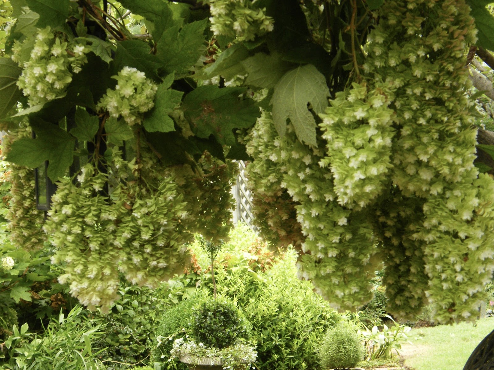 P O T A G E R How and When To Cut and Dry Hydrangeas To Bring Indoors