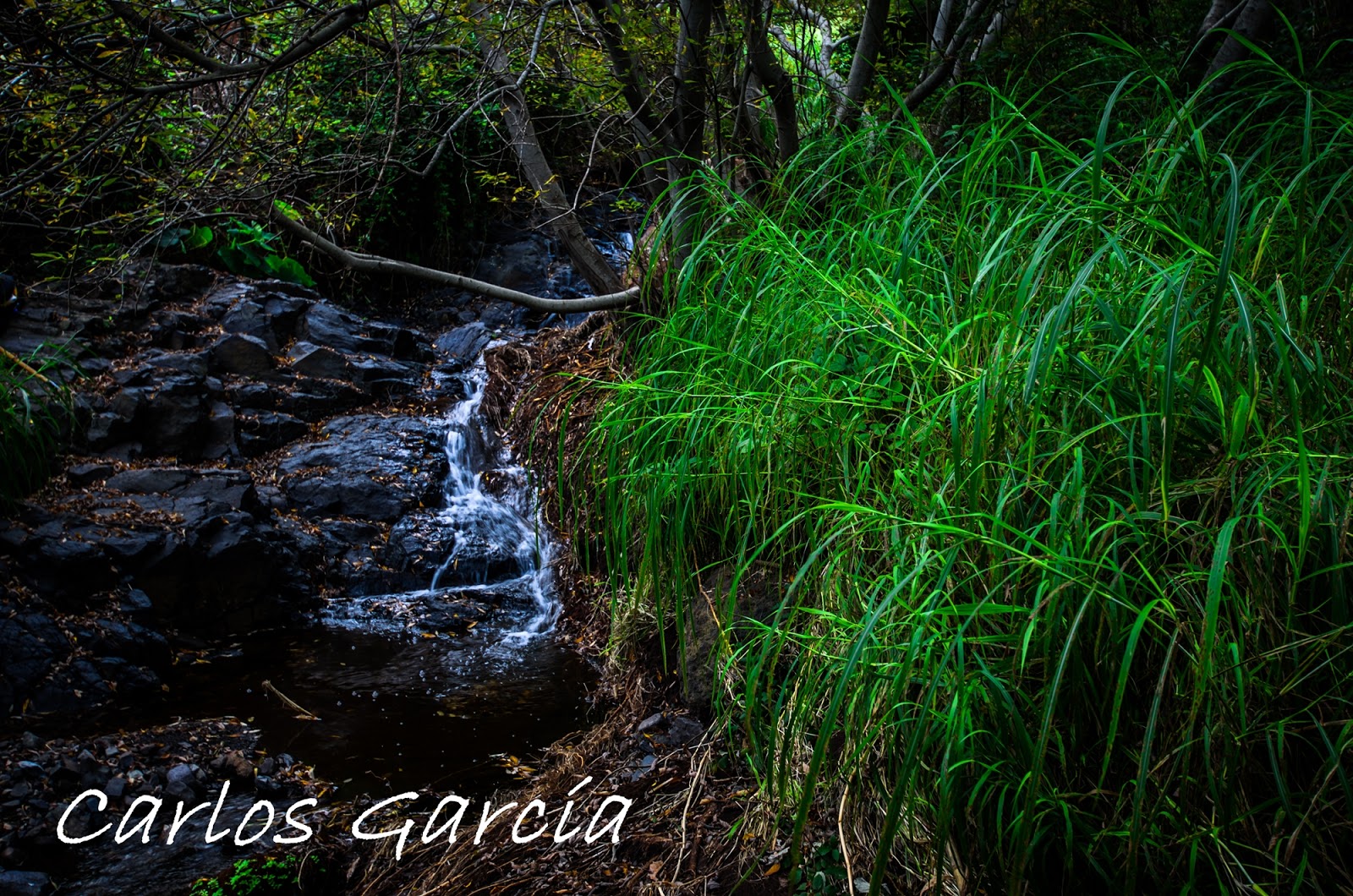 BOSQUE ENCANTADO EN SANTA CRUZ DE TENERIFE HAUNTED FOREST IN SANTA CRUZ DE TENERIFE Encuadre