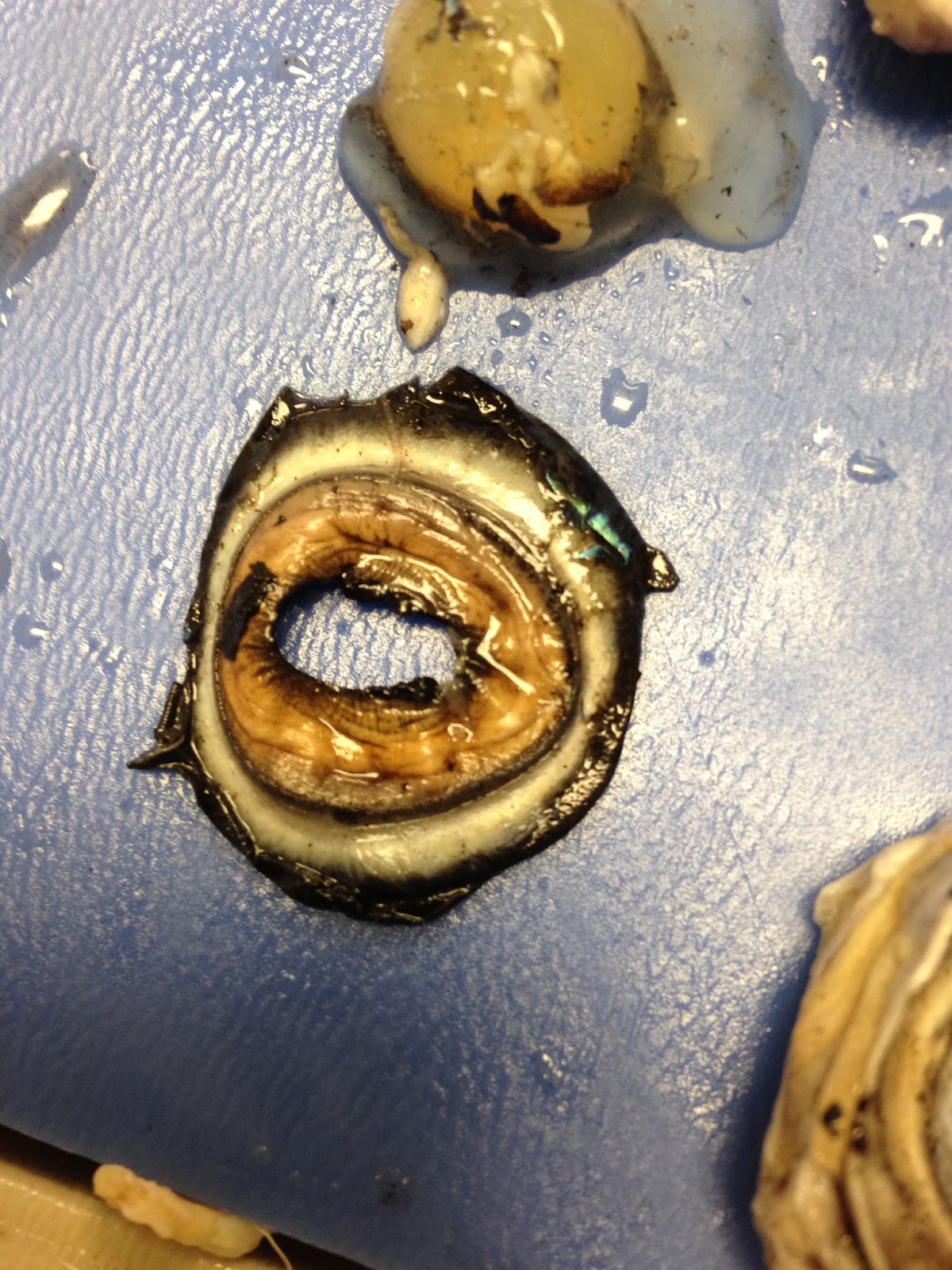 Anatomy and Physiology Sheep Eye Dissection Analysis