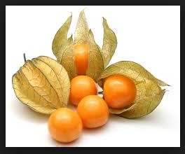  manfaat buah ciplukan untuk kesehatan