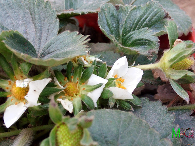 There's finally the blooms in the strawberry plants