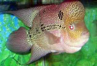 Ikan Hias Air Tawar Termahal Ikan Hias Air Tawar Termahal Chencu /Zhen Zhu