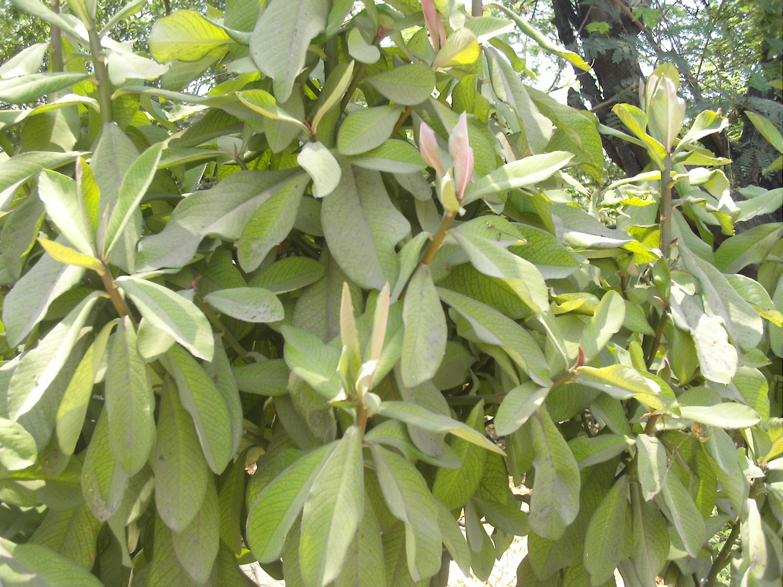 Mooligai