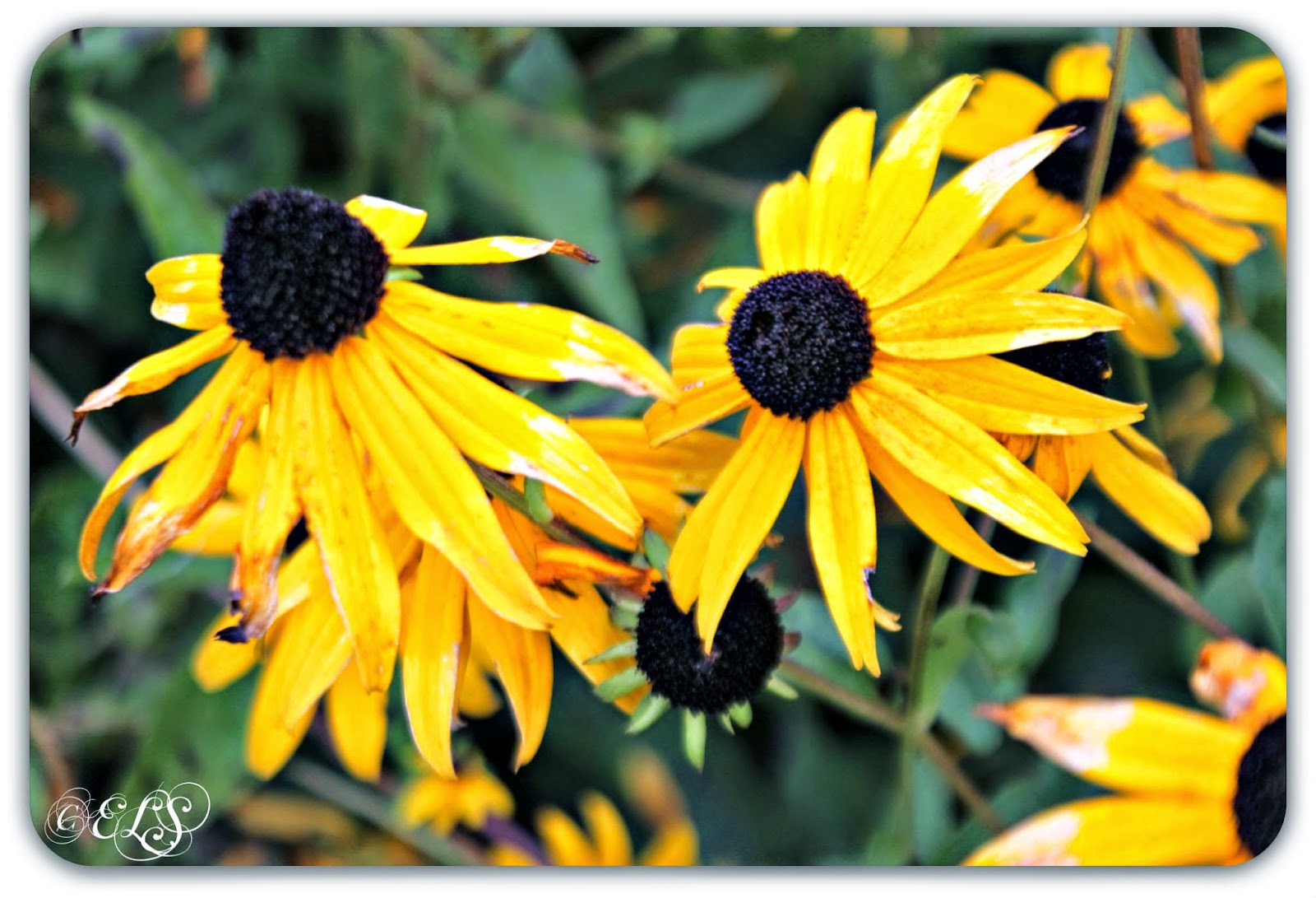Rudbeckia hirta