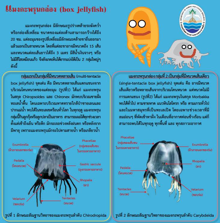 Box Jellyfish Thailand, Malaysia, Philippines & The Region