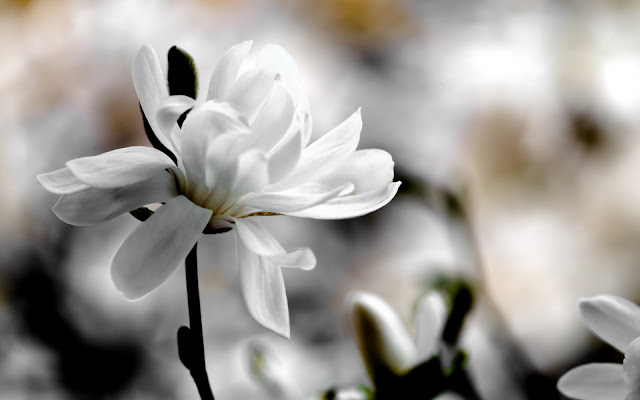 Flores Blancas - White Flowers