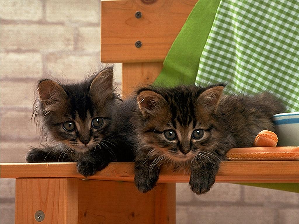 котенок дома первый день. дом для котят. котенок дома. кошка в новый дом. дом для котят.