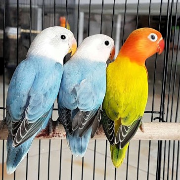 Daftar Harga Burung Lovebird Terbaru Tahun 2019 Blogku