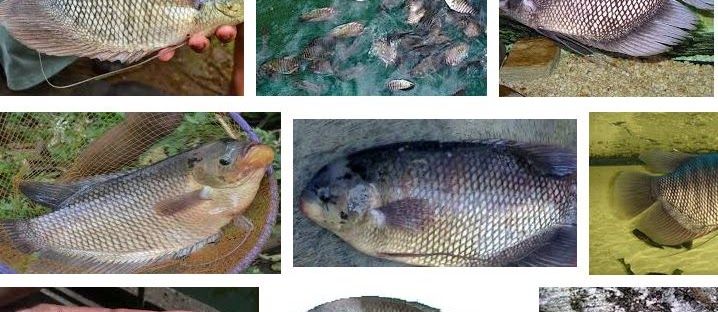 Masalah Budidaya Gurame yang Biasa Menjadi Kendala