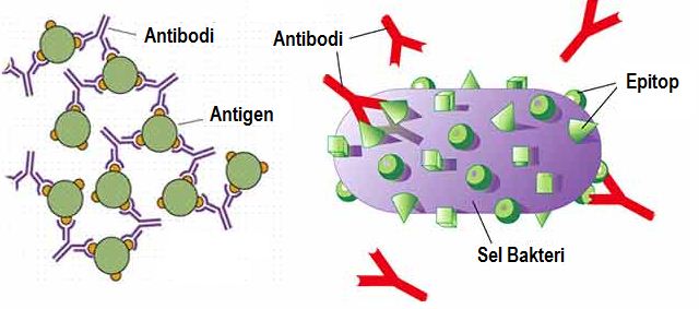 Perhatikan gambar ikatan antibodi-antigen berikut. Bagian yang