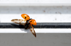 ladybird poem fly away rambles camera reminds childhood every