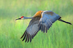 flying bird wallpapers