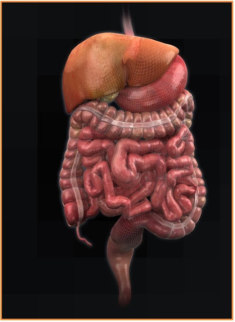 BIOLOGI GONZAGA: POST TEST SISTEM PENCERNAAN
