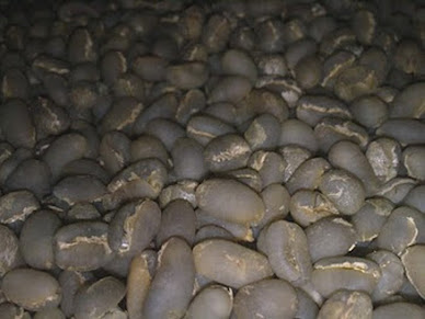 Pea Berry (Biji Tunggal) Civet Coffee - Kopi Luwak